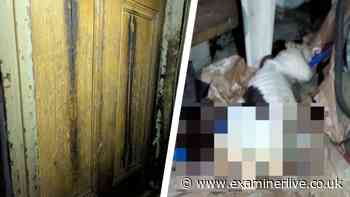 Dog found dead in Bradford cellar with scratch marks on door - but man walks free