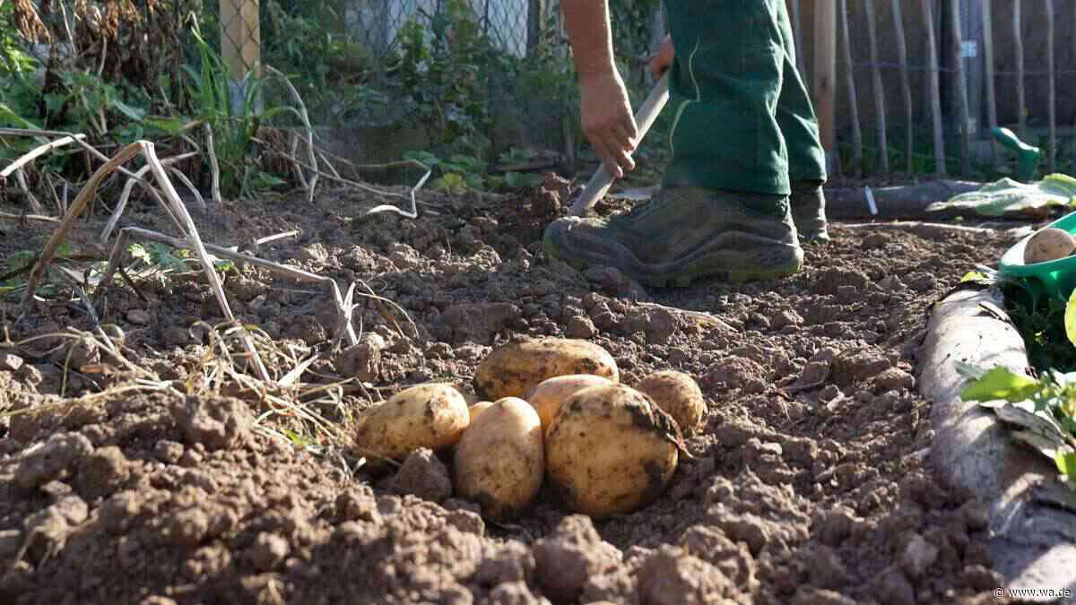 Alte raus, neue rein: Warum es sinnvoll ist, im Herbst Kartoffeln zu pflanzen