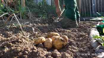 Alte raus, neue rein: Warum es sinnvoll ist, im Herbst Kartoffeln zu pflanzen