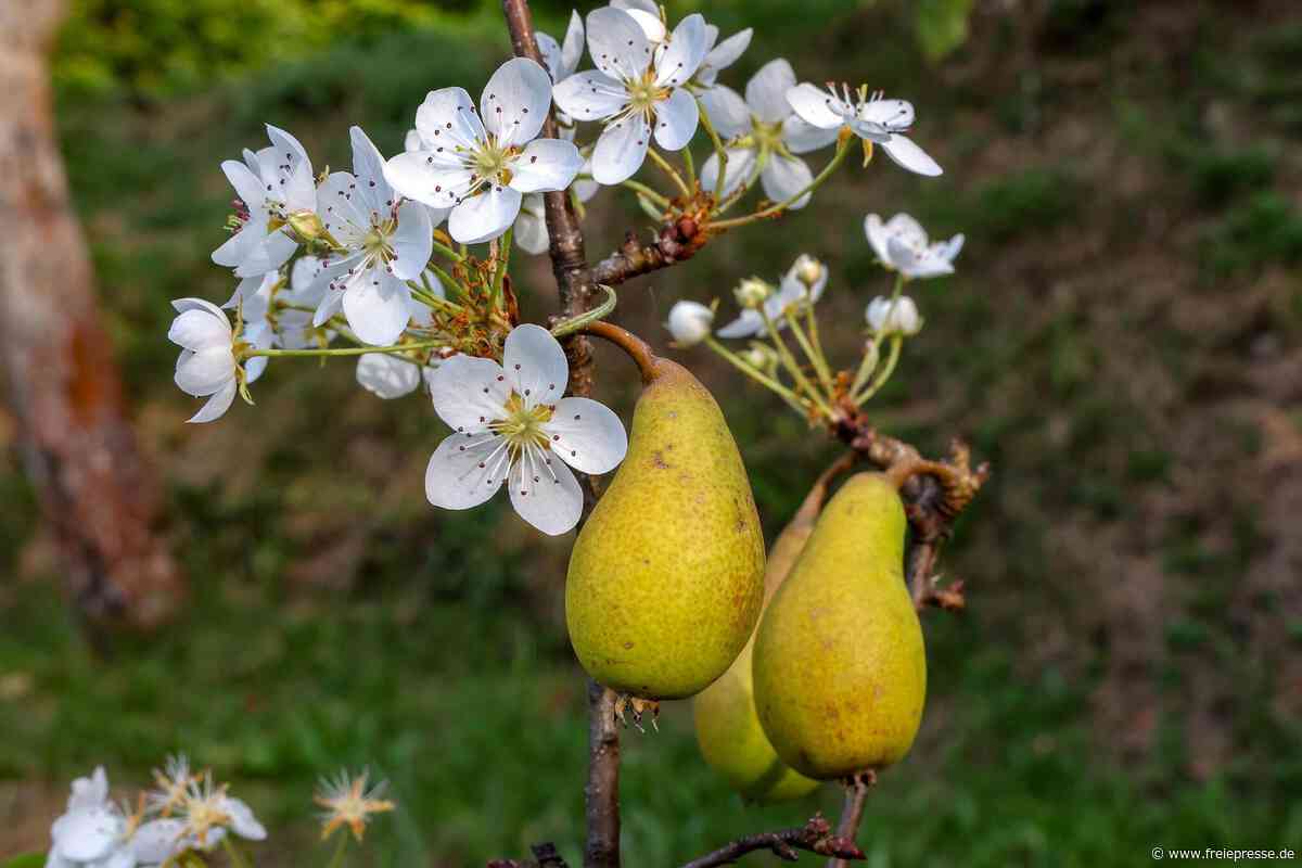 Frühling im Herbst: Birnbaum in Hohenstein-Ernstthal trägt reife Früchte und frische Blüten