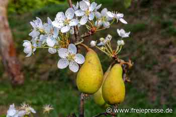 Frühling im Herbst: Birnbaum in Hohenstein-Ernstthal trägt reife Früchte und frische Blüten