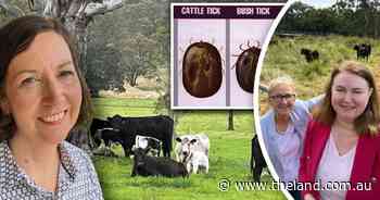 Graziers cautious on $21m tick strategy amid rising infestation risk