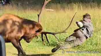 Oh deer! Shocking moment huge bull elk aggressively headbutts man with his antlers sending him flying in the air