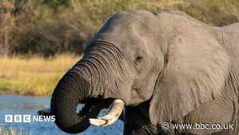 Botswana condemned for slaughtering 23 elephants for independence celebrations