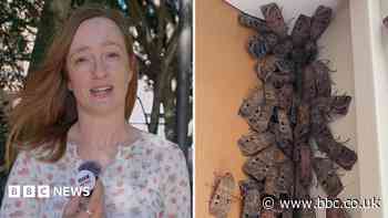 Why are these endangered moths swarming Australia's east coast?