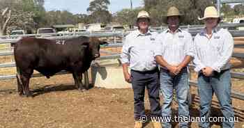 Paddock preparation pays off as Santa Gertrudis bulls hit $46k at Condobolin