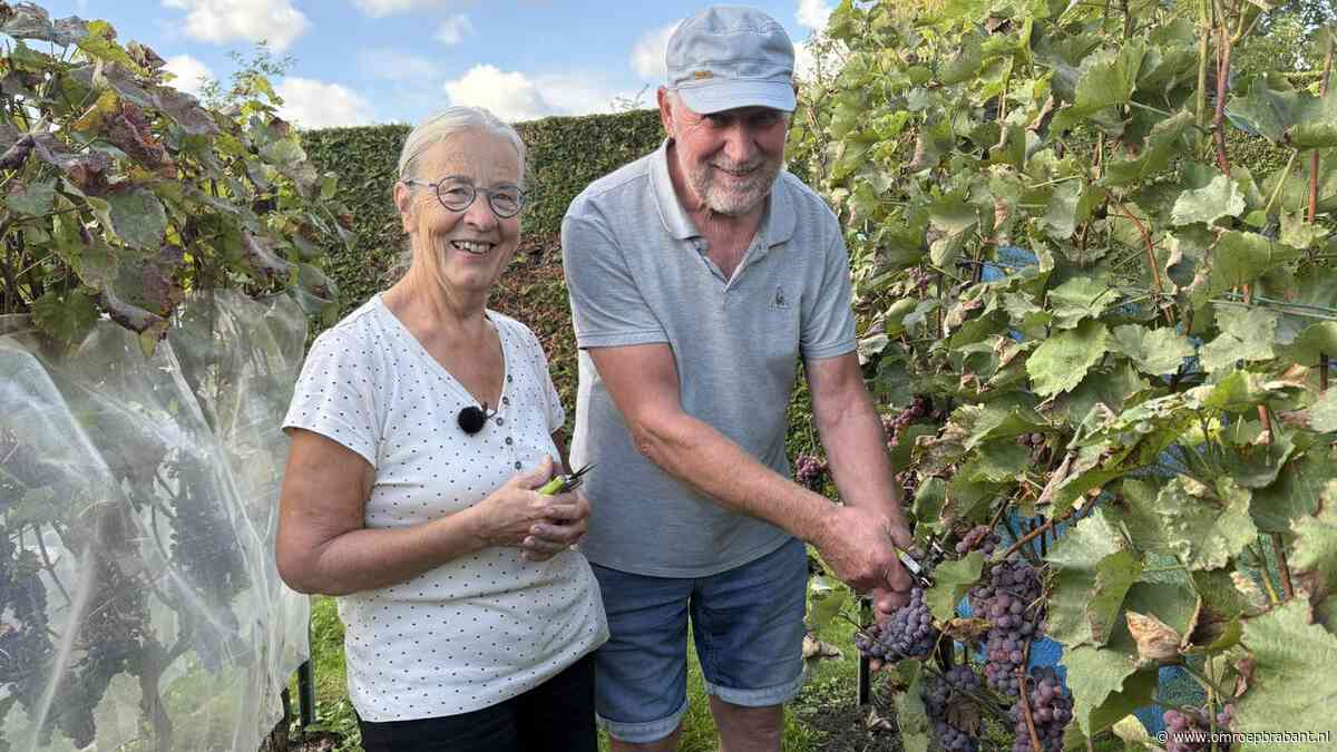 Dit stel plukt hun wijn gewoon uit de achtertuin: ‘Je wordt er zen van'
