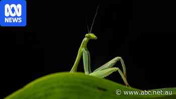 Perfectly timed snaps of silly creatures in comedy wildlife finals