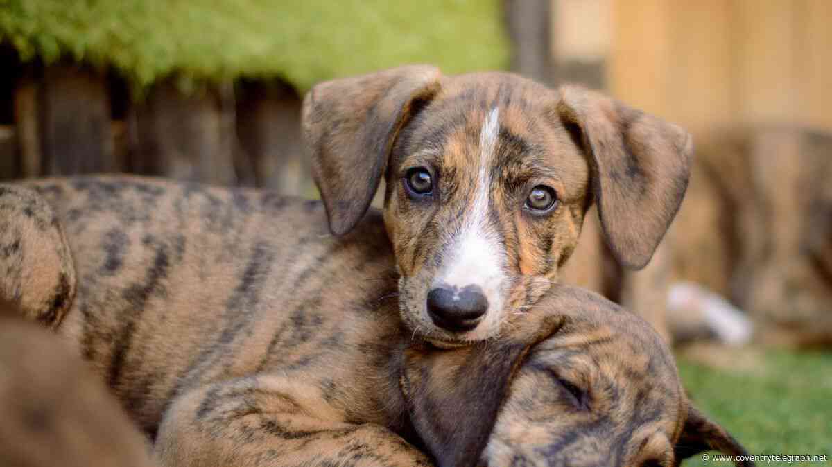Female dog and seven puppies found tied to a tree in Warwickshire
