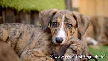 Female dog and seven puppies found tied to a tree in Warwickshire
