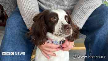 New life for dog rescued from house with 83 others