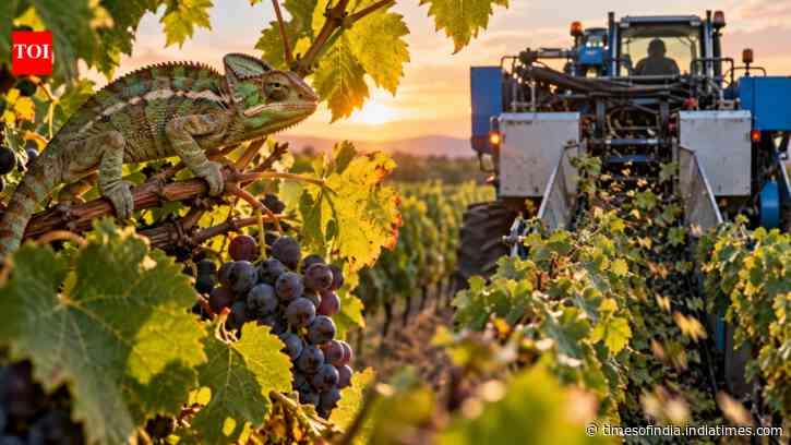 Chameleons drawn to vineyards face deadly risk from mechanical harvesting, scientists warn