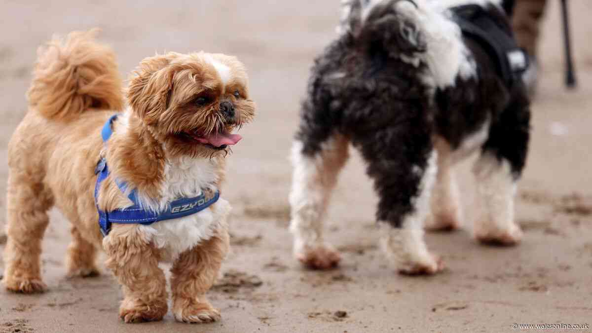 Full list of beaches in Wales where dogs are no longer banned