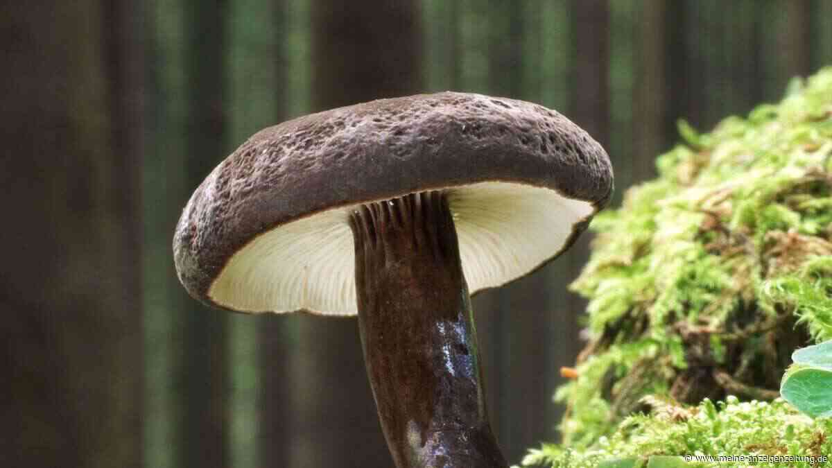 Schwarzkopf-Milchling ist „Pilz des Jahres“ 2027