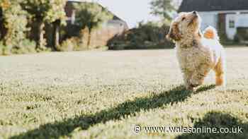 Autumn warning for 15million UK dog owners over common dangerous garden mistake
