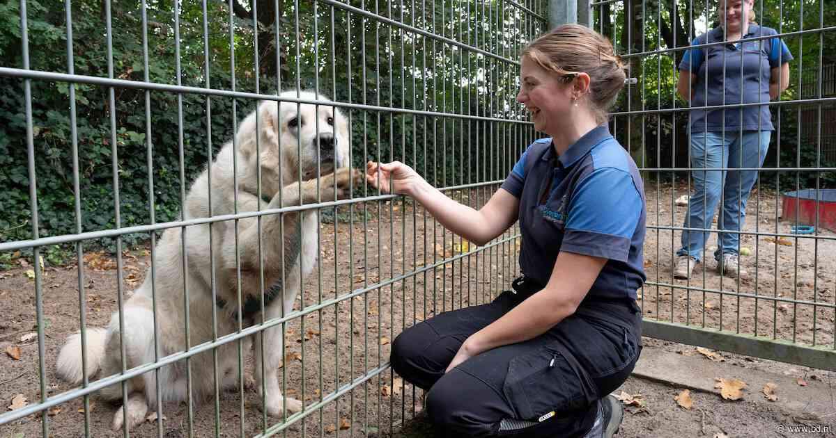 Loekie zou een maand naar de kennel gaan, maar zijn baasje kwam hem nooit meer ophalen: wie heeft beslisrecht?