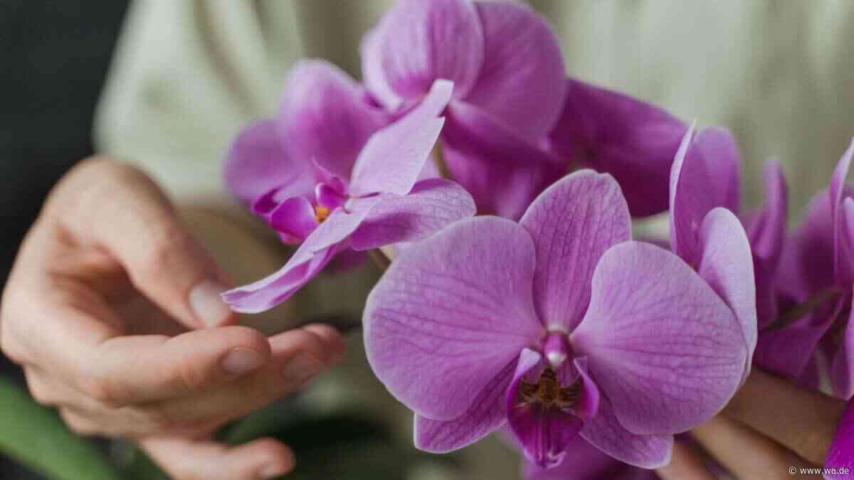 Orchidee verblüht: Falsches Gießen und Düngen können Wurzeln schädigen – so vermeiden Sie es
