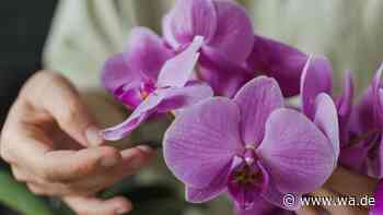 Orchidee verblüht: Falsches Gießen und Düngen können Wurzeln schädigen – so vermeiden Sie es