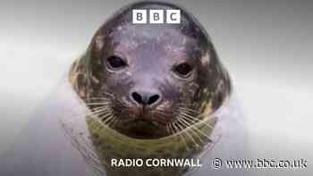 Meet the seal waiting for a cataract operation