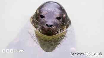 Surgery could give seal chance to experience sight