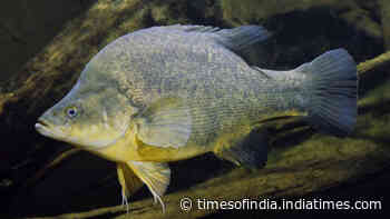 4,450 timber pieces restored 110 km of the Murray River, tripling Murray cod numbers