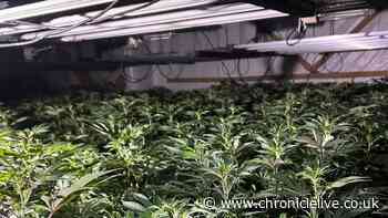 Huge cannabis farm with 600 plants discovered in Chester-le-Street