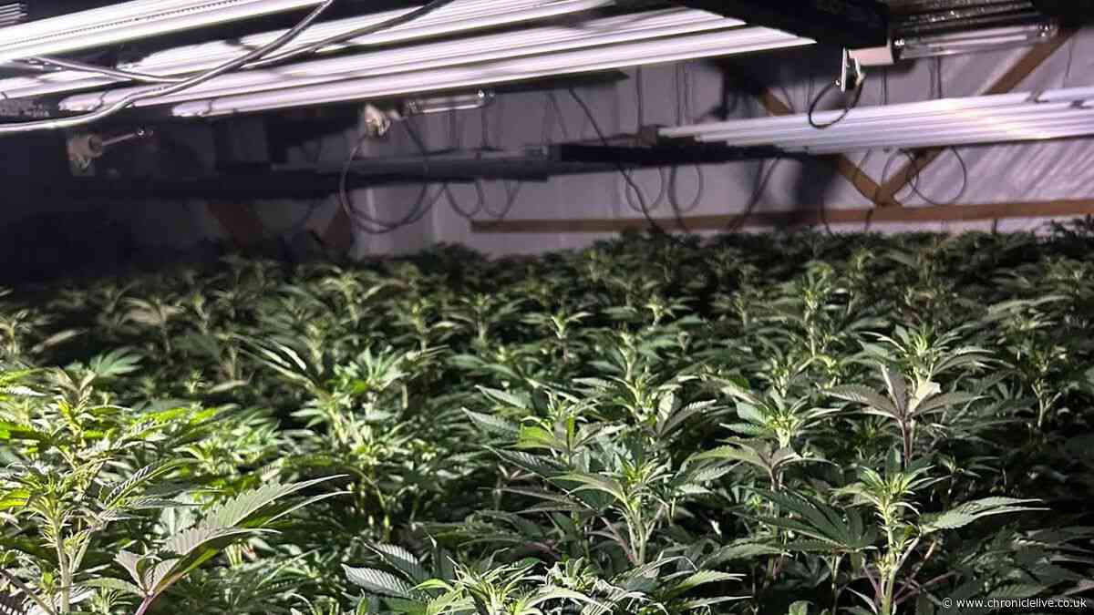 Huge cannabis farm with 600 plants discovered in Chester-le-Street