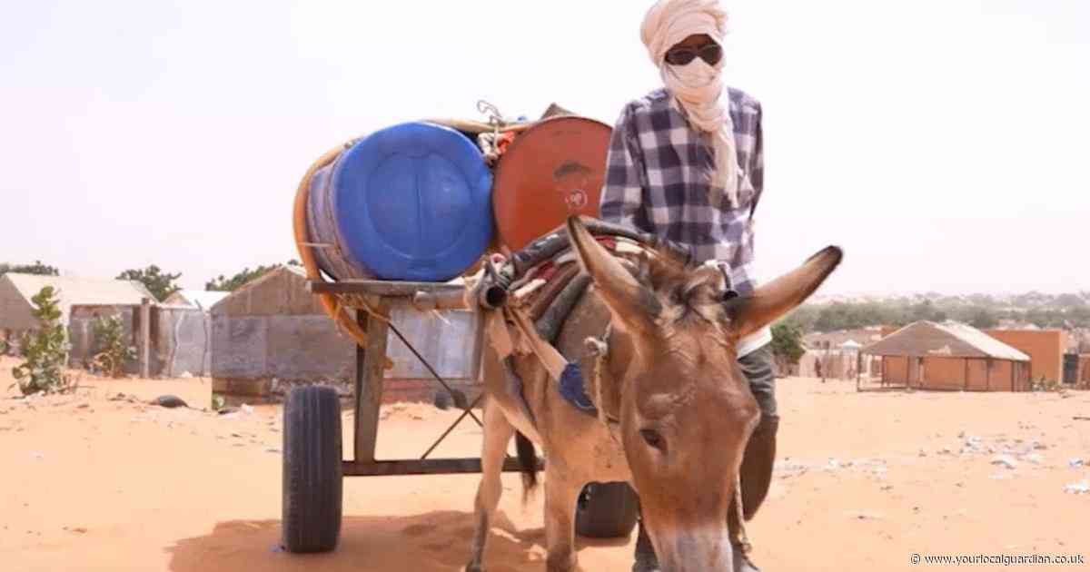 Rare video of a working donkey shows demanding work and daily challenges