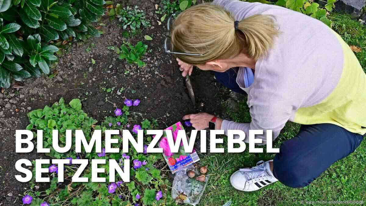 Blumenzwiebeln im Herbst setzen: Mit dieser Faustregel gelingt es garantiert
