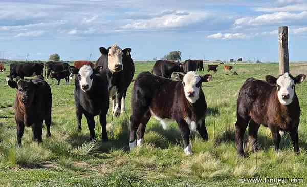 Objetivo (ineludible): producir más carne con la misma cantidad de animales
