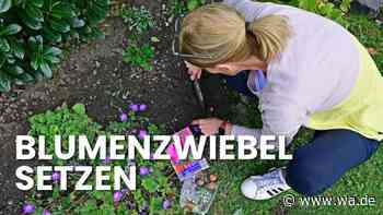Blumenzwiebeln im Herbst setzen: Mit dieser Faustregel gelingt es garantiert