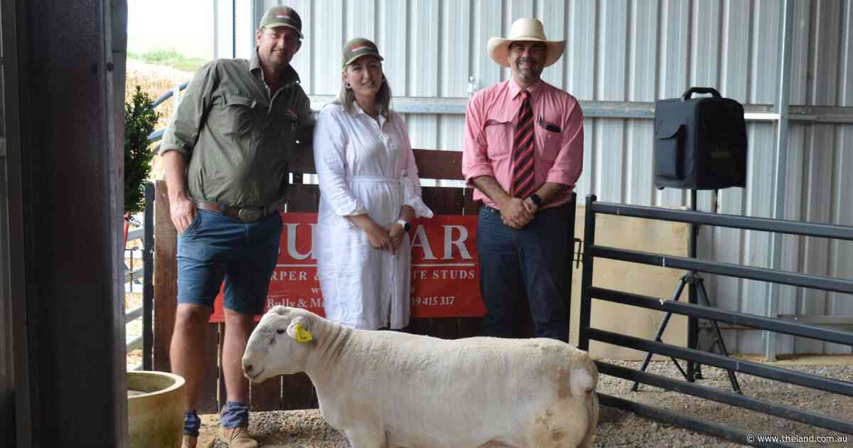 Structure and growth has bidders chase productive Bulmar Ultra Whites