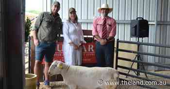 Structure and growth has bidders chase productive Bulmar Ultra Whites