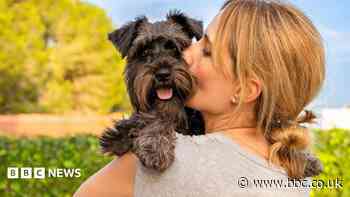 Sessions highlight pets' role in domestic abuse