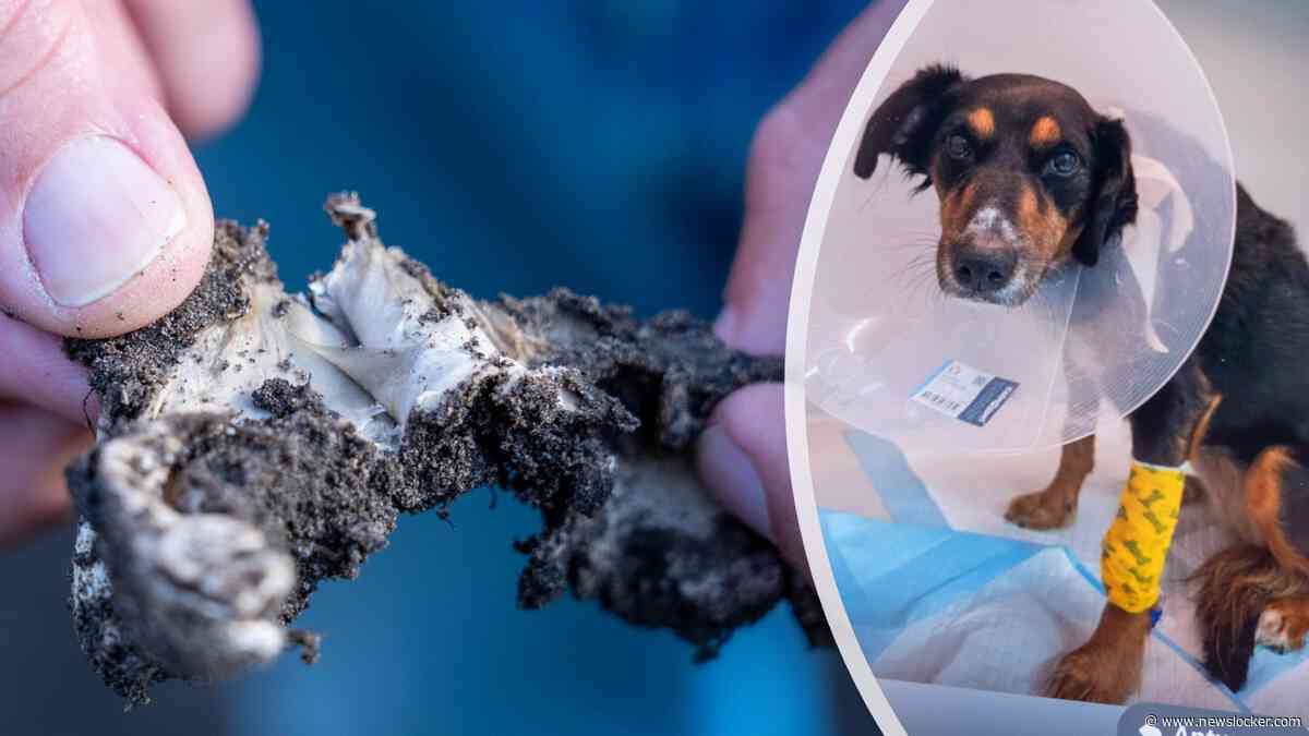 Gemeente Schiedam haalt aarde uit rozenperken na overlijden honden