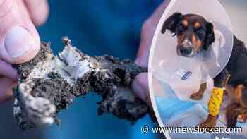 Gemeente Schiedam haalt aarde uit rozenperken na overlijden honden