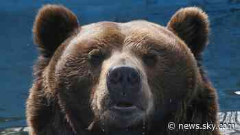 Russia moves to control bear population after 22 people killed