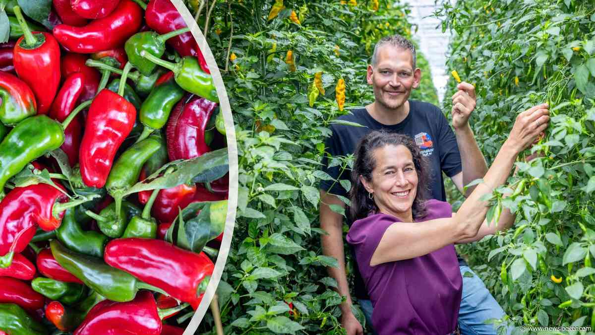 Op pepersafari in de kassen van het Westland en snoepen van de Carolina Reaper: ’Oef, mijn huig smelt’