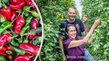 Op pepersafari in de kassen van het Westland en snoepen van de Carolina Reaper: ’Oef, mijn huig smelt’