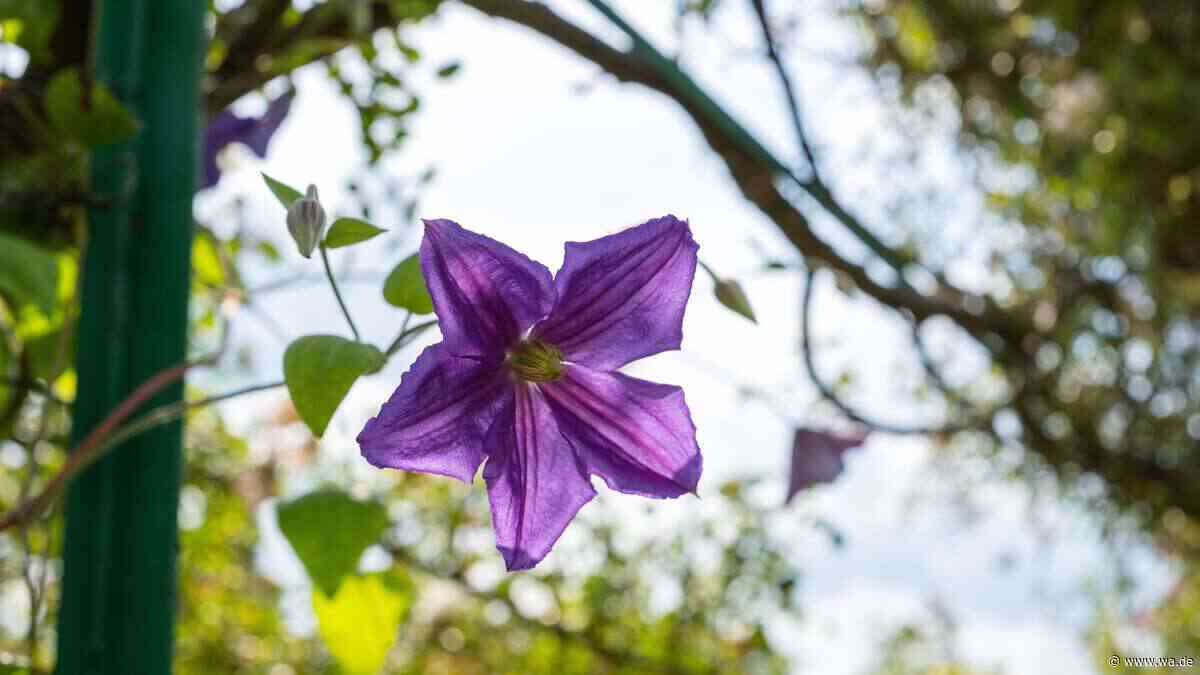 Heikler Rückschnitt bei Clematis: Wer zur falschen Zeit zur Schere greift, gefährdet die nächste Blütenpracht