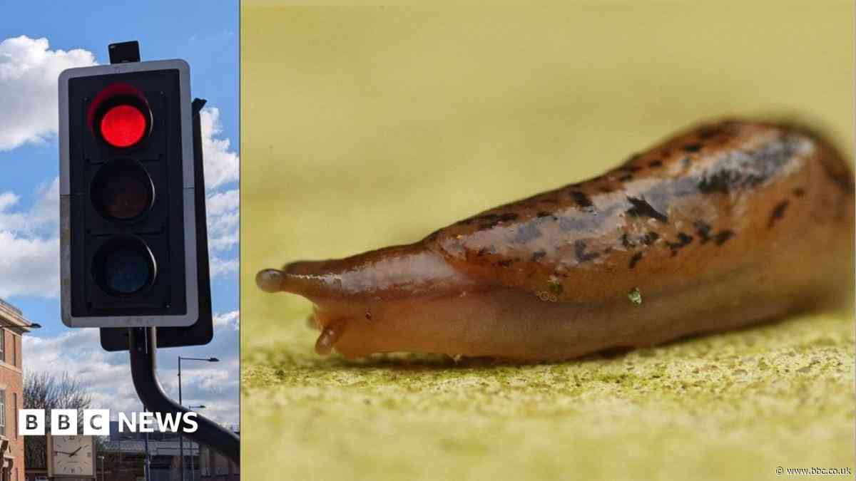 Slugs to blame for mystery of faulty traffic lights