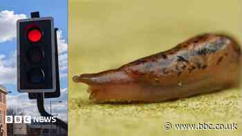 Slugs to blame for mystery of faulty traffic lights
