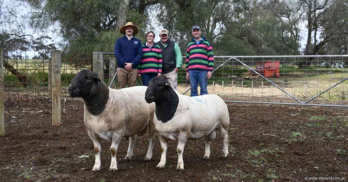 Buyers chase growthy rams at Dell African Dumisa Dorper and White Dorpers