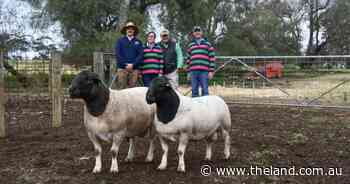 Buyers chase growthy rams at Dell African Dumisa Dorper and White Dorpers