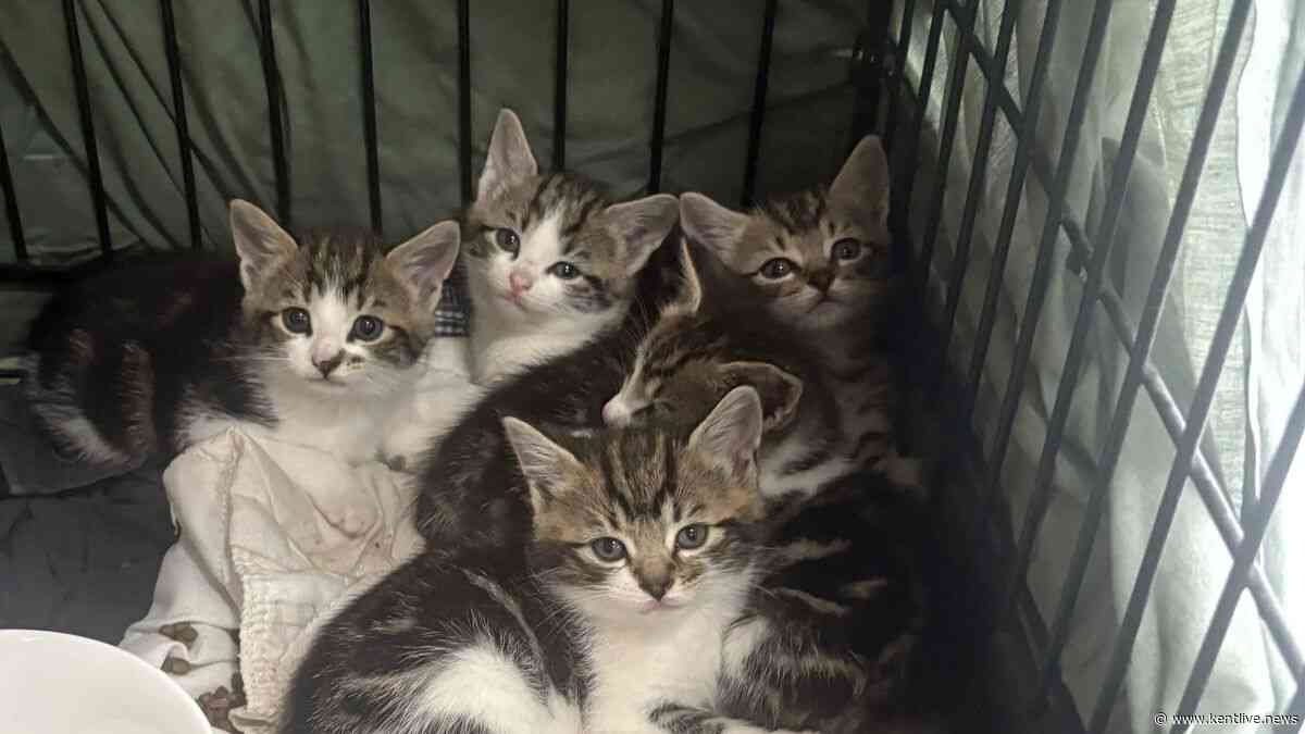 Six kittens dumped in crate outside Kent charity shop were 'very hungry and full of worms'