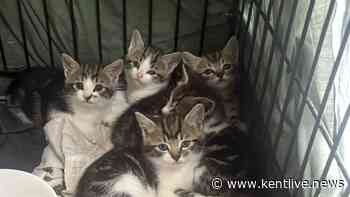 Six kittens dumped in crate outside Kent charity shop were 'very hungry and full of worms'