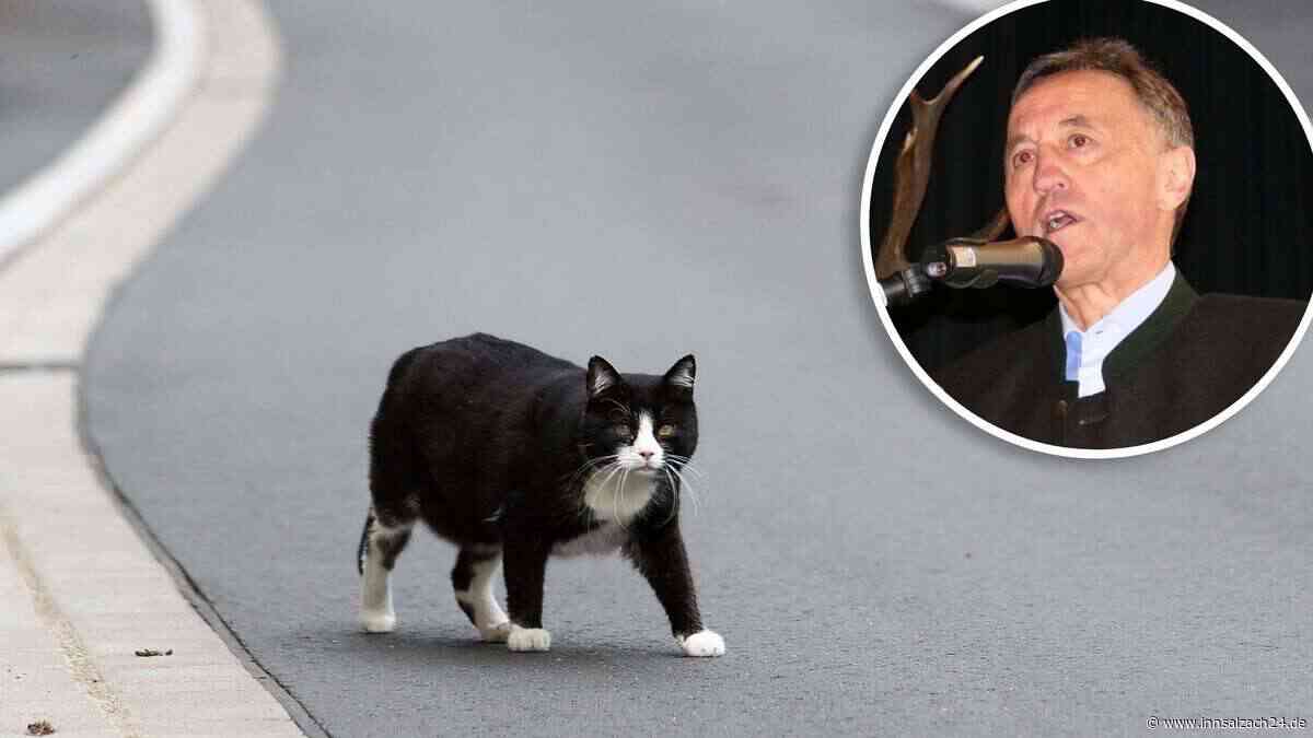 Wegen Inzucht und Krankheiten: Strikte Regeln für Katzenhalter in Region – Kastrationspflicht