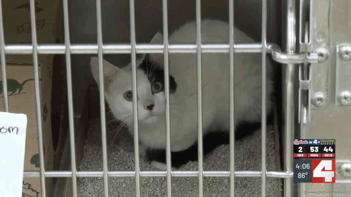 Due gatte gettate da un’auto in corsa dentro un borsone e cosparse di candeggina: Dolly e Monroe sono salve grazie a una sconosciuta che ha frenato