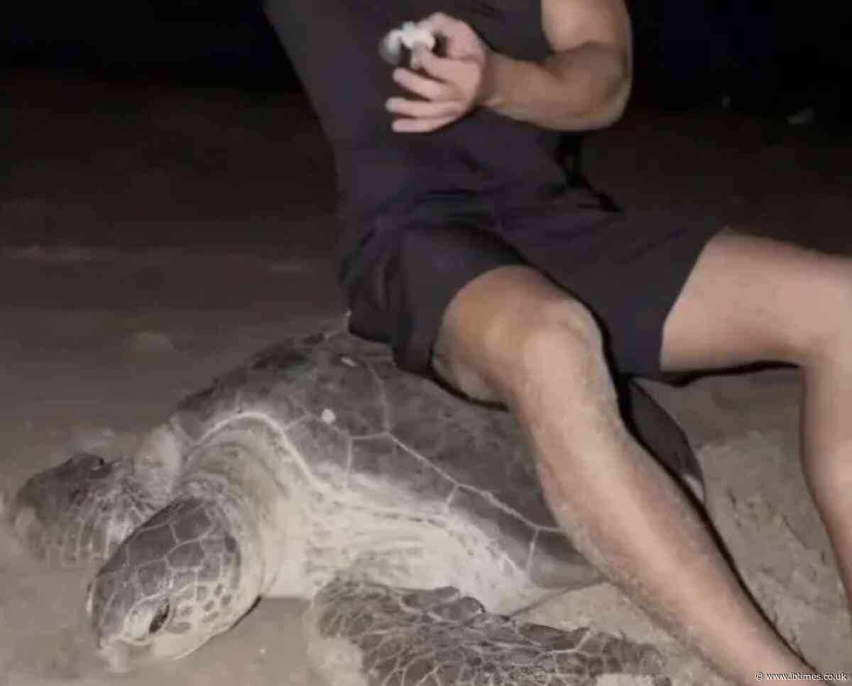 Influencer Couple Faces Backlash for Sitting on Endangered Sea Turtle and Playing With Its Baby
