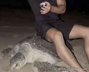 Influencer Couple Faces Backlash for Sitting on Endangered Sea Turtle and Playing With Its Baby